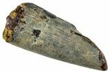Dinosaur-Eating Crocodile (Sarcosuchus) Tooth - Niger #282118-1